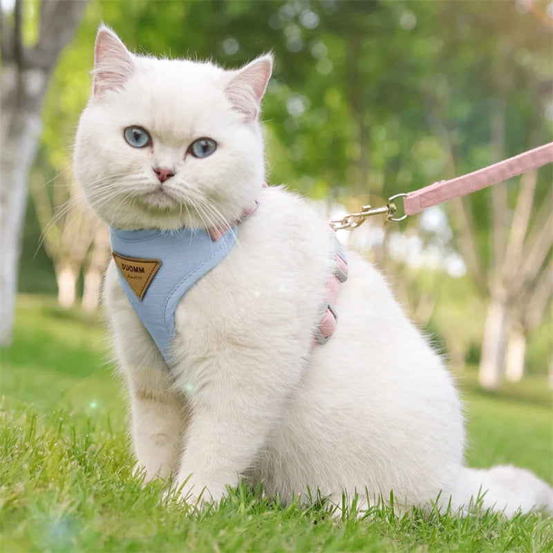 Cat belt